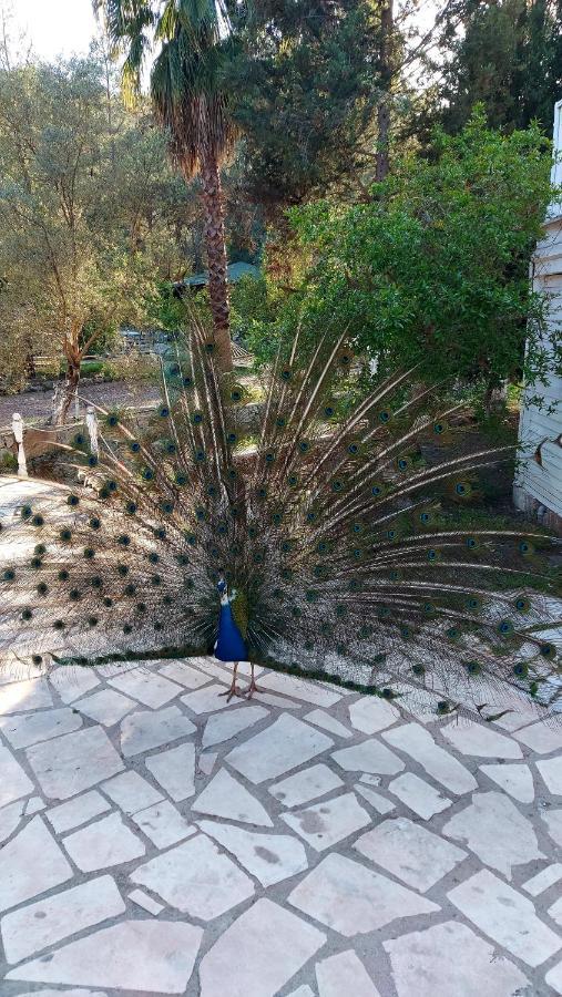 Angels Garden Hotel Kumluca Bagian luar foto